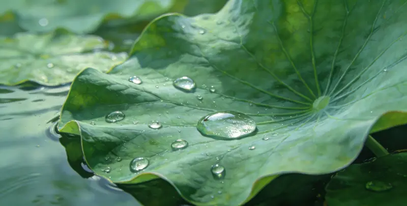 BRCA1/2乳腺癌卵巢癌基因检测图4